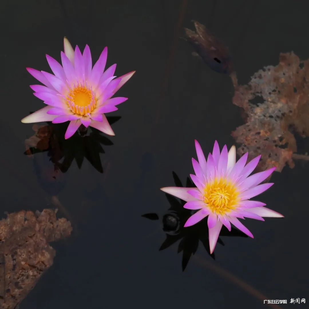 图片 4.png 图片 4.png