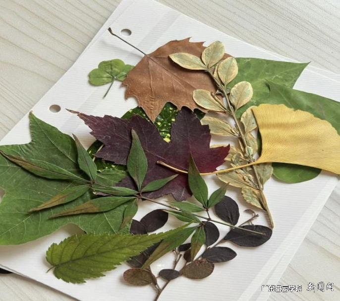 图片 1.png 图片 1.png