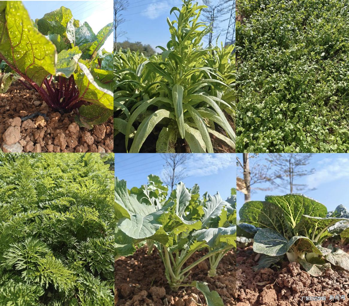 图片 6.png 图片 6.png